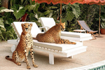 Paul Fuentes Exclusive: Cheetahs at the Pool