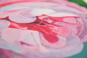 A Rose, Is a Rose, Is a Rose