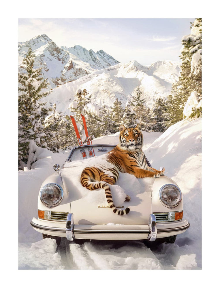 Tiger In St. Moritz, Small