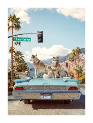 Wolves In Palm Springs, Small