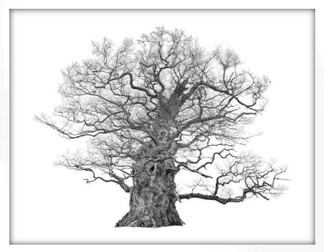 Framed The Majesty Oak, Small