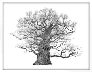 Framed The Majesty Oak, Small