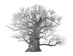 The Majesty Oak, Large