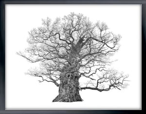 Framed The Majesty Oak, Medium