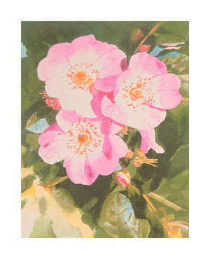 Dog Rose, 2005