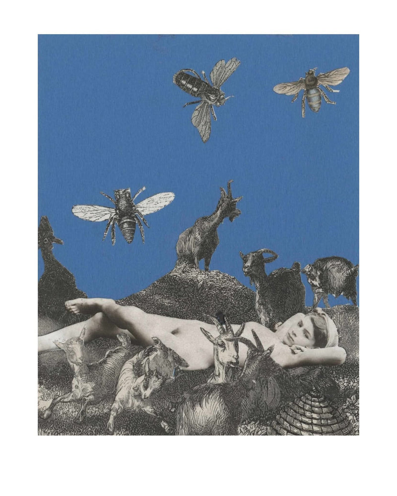 The Afternoon Buzzes, 2013