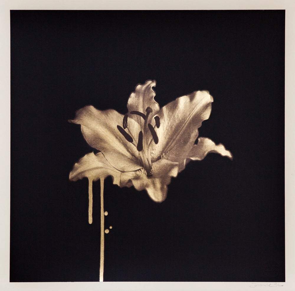 Gilded Lily, Gold artwork by Donk 