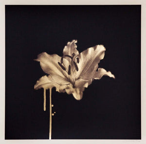 Gilded Lily, Gold artwork by Donk 