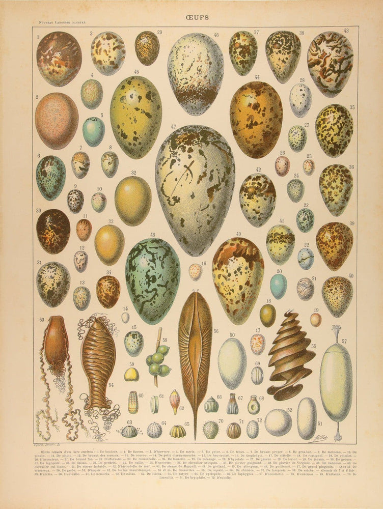 Found Art: Eggs artwork by Peter Blake 