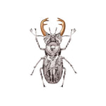 Lucanus Cervus artwork by Magnus Gjoen 