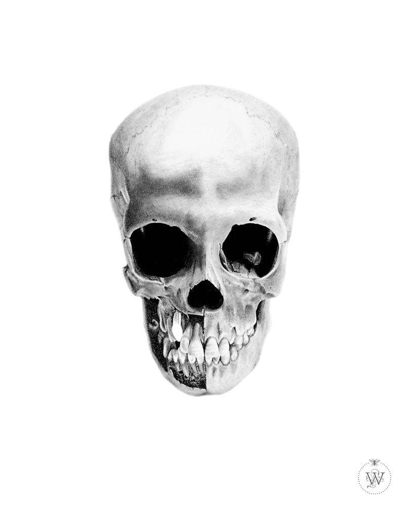 Skull 1 artwork by Elizabeth Waggett 