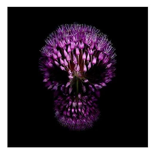 Purple Flower Skull by CJP Art | Enter Gallery