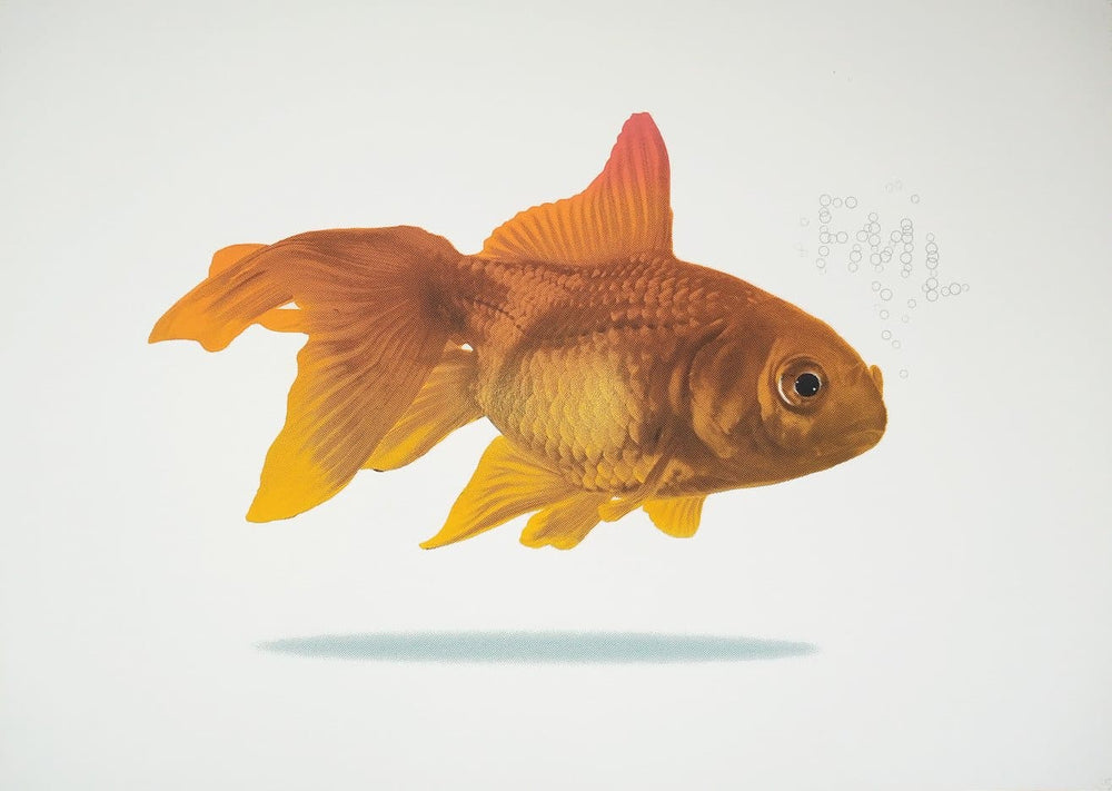 FML Goldfish