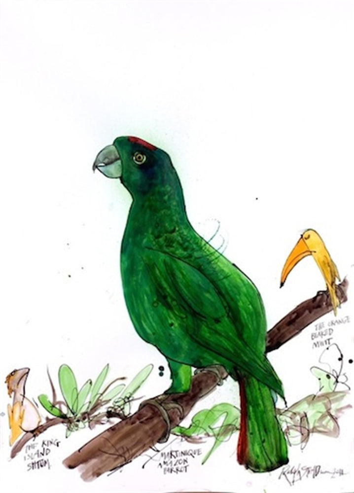 Martinique Amazon Parrot