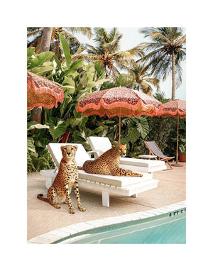 Cheetahs At The Pool