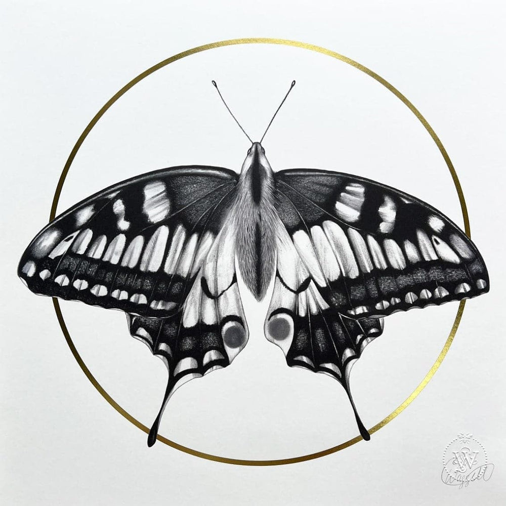 Butterfly, Black Box Frame