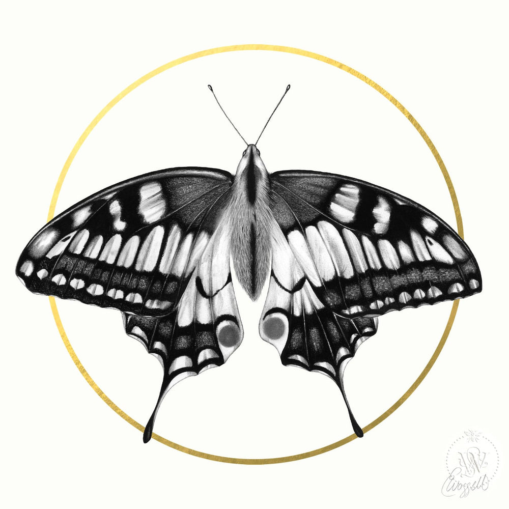 Butterfly, Special Edition