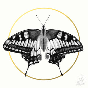Butterfly, Special Edition