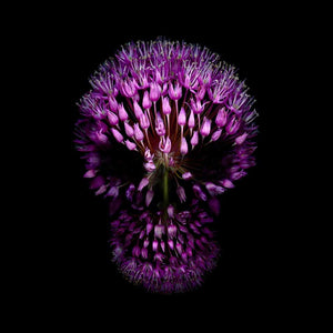Flower Skull Purple, Print On Aluminium