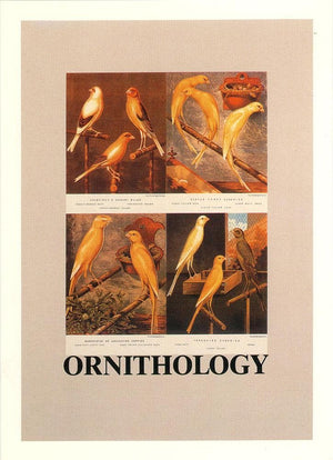O is for Ornithology artwork by Peter Blake 