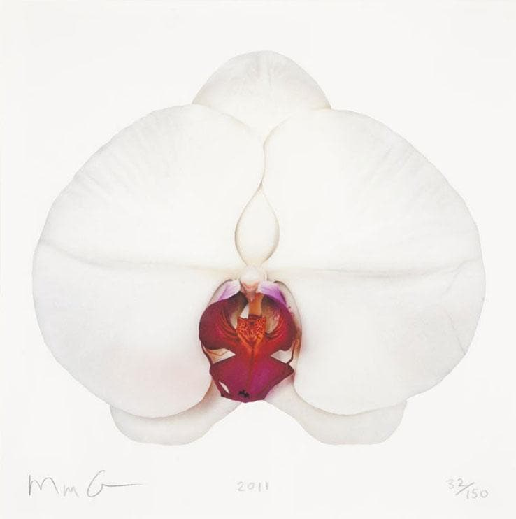 White Orchid artwork by Marc Quinn 